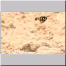 Cerceris arenaria - Grabwespe 01b 12mm beim Nestanflug mit Ruesselkaefer.jpg